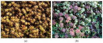 Attēlu rezultāti vaicājumam “Marchantia polymorpha”