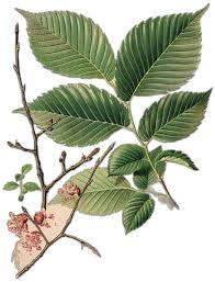 Attēlu rezultāti vaicājumam “Ulmus laevis leaf”