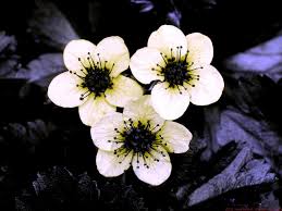 Attēlu rezultāti vaicājumam “Waldsteinia geoides flower”
