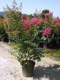 Attēlu rezultāti vaicājumam “Lythraceae”