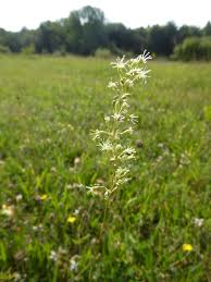 Attēlu rezultāti vaicājumam “Silene otites fruit”