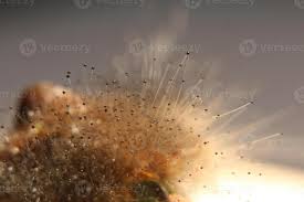 Attēlu rezultāti vaicājumam “Spinellus fusiger”