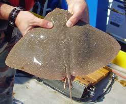 Image result for Gymnura micrura