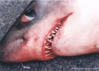 Image result for Lamna nasus