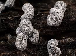 Attēlu rezultāti vaicājumam “Badhamia sp.”