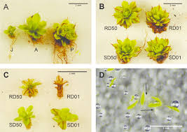 Attēlu rezultāti vaicājumam “Syntrichia”