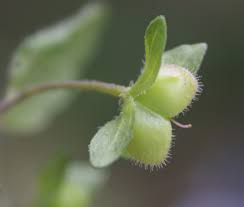 Attēlu rezultāti vaicājumam “Veronica persica fruit”