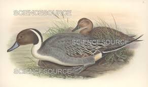 Image result for Anas acuta