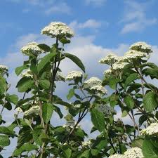 Attēlu rezultāti vaicājumam “Viburnum lantana”