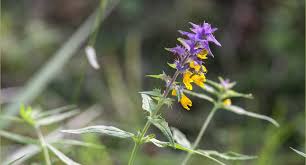 Attēlu rezultāti vaicājumam “Melampyrum nemorosum”