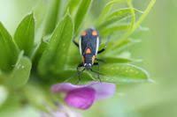 Attēlu rezultāti vaicājumam “Capsodes gothicus”