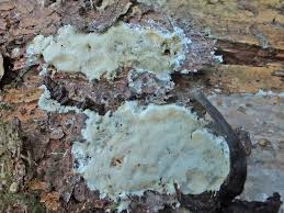 Attēlu rezultāti vaicājumam “Trechispora mollusca”