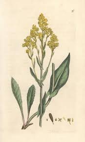 Attēlu rezultāti vaicājumam “Isatis tinctoria”