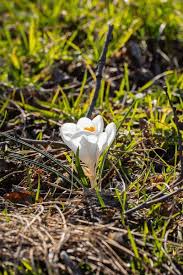 Attēlu rezultāti vaicājumam “Crocus vernus subsp. vernus”
