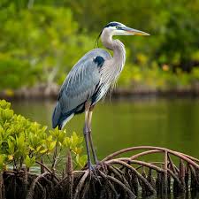 Image result for heron