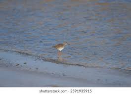 Attēlu rezultāti vaicājumam “Tringa totanus adult”