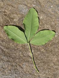 Attēlu rezultāti vaicājumam “Laburnum anagyroides leaf”