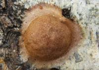 Attēlu rezultāti vaicājumam “Fuligo luteonitens”