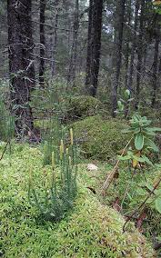 Attēlu rezultāti vaicājumam “Lycogala succineum”