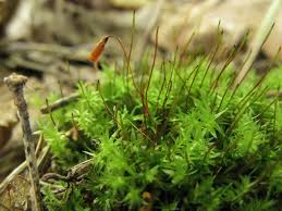 Attēlu rezultāti vaicājumam “Pohlia nutans sporophyte”