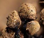 Attēlu rezultāti vaicājumam “Cribraria ferruginea”