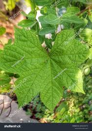 Attēlu rezultāti vaicājumam “Menispermum dauricum fruit”