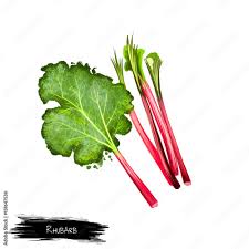 Attēlu rezultāti vaicājumam “Rheum rhabarbarum leaf”