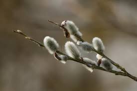 Attēlu rezultāti vaicājumam “Salix daphnoides subsp. acutifolia bud”