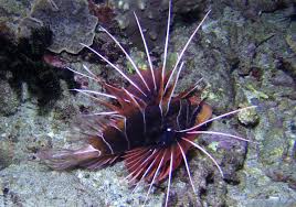 Image result for Pterois radiata