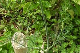Attēlu rezultāti vaicājumam “Anethum graveolens leaf”