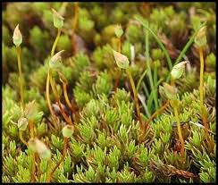 Attēlu rezultāti vaicājumam “Polytrichastrum pallidisetum cells”