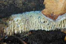 Attēlu rezultāti vaicājumam “Mycoacia fuscoatra”