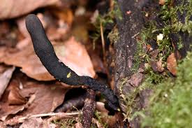 Attēlu rezultāti vaicājumam “Xylaria longipes”
