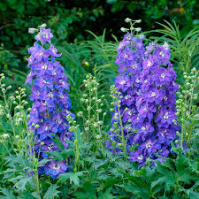 Image result for Delphinium