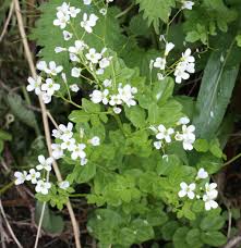 Attēlu rezultāti vaicājumam “Cardamine amara”