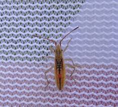 Attēlu rezultāti vaicājumam “Myrmus miriformis”