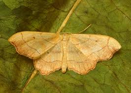 Attēlu rezultāti vaicājumam “Idaea emarginata”