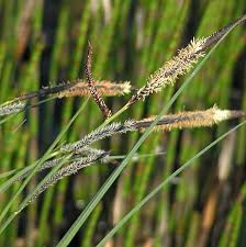 Attēlu rezultāti vaicājumam “Carex acuta”