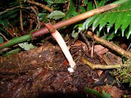 Attēlu rezultāti vaicājumam “Mutinus caninus”