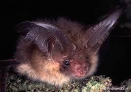 Attēlu rezultāti vaicājumam “Plecotus auritus”