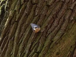 Attēlu rezultāti vaicājumam “Sitta europaea nest”