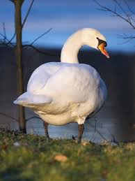 Attēlu rezultāti vaicājumam “Cygnus olor adult”