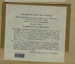 Attēlu rezultāti vaicājumam “Bryum schleicheri”