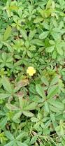 Attēlu rezultāti vaicājumam “Potentilla reptans bud”