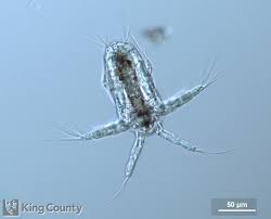 Attēlu rezultāti vaicājumam “Copepoda”