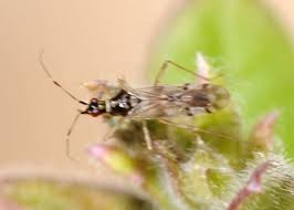 Attēlu rezultāti vaicājumam “Dicyphus sp.”