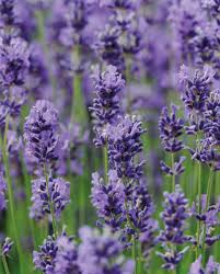 Attēlu rezultāti vaicājumam “Thalictrum aquilegifolium flower”