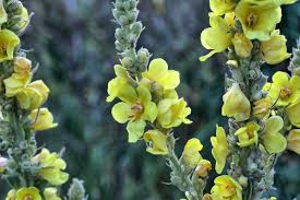 Image result for Verbascum densiflorum