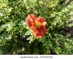 Attēlu rezultāti vaicājumam “Pentaphylloides fruticosa leaf”