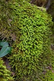 Attēlu rezultāti vaicājumam “Anomodon viticulosus”